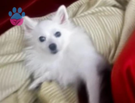 Spitz Köpeğim Eş Arıyor