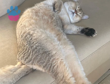 British Shorthair Kedime Eş arıyoruz