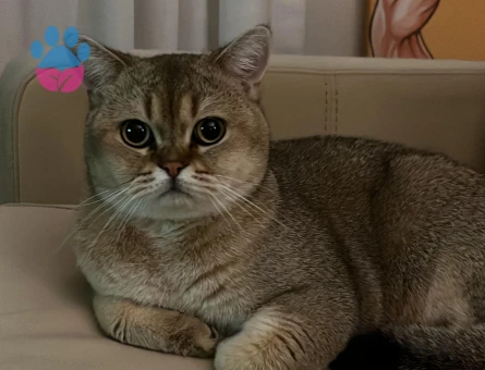 British Shorthair Kedime Eş arıyoruz