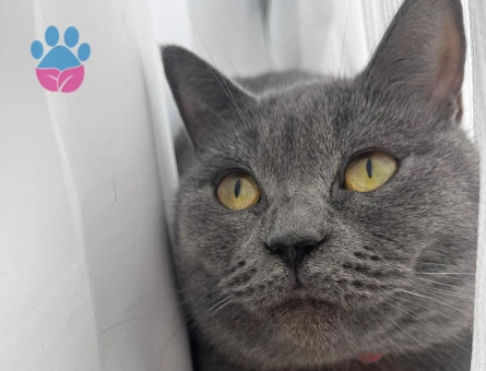 Kızımıza Scottish Beyefendi Eş Arıyoruz