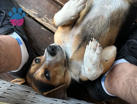 3 yaşında erkek bakımlı çiftlik evinde bahçede