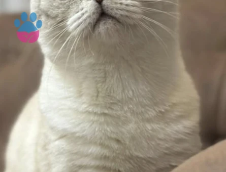 Lynx point (safkan) oğluma eş arıyorum!!