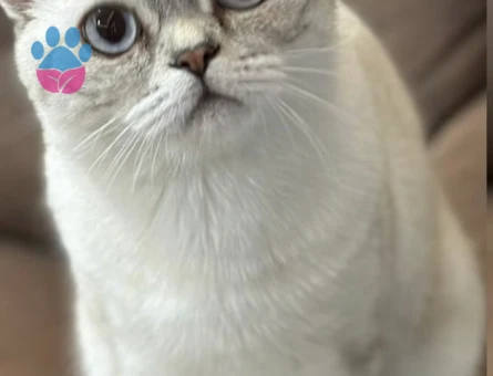 Lynx point (safkan) oğluma eş arıyorum!!