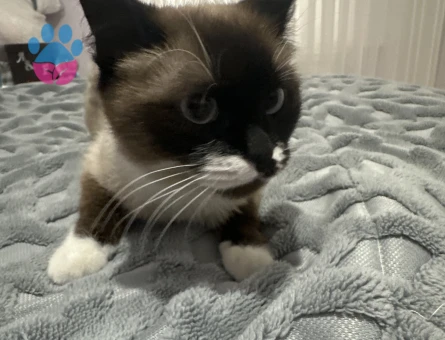 Şilamıza damat arıyoruz