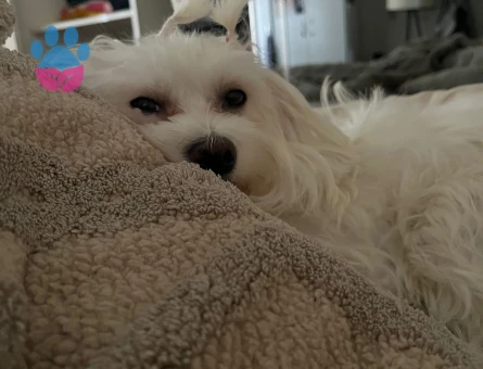Maltese Terrier Oğluma Eş arıyoruz