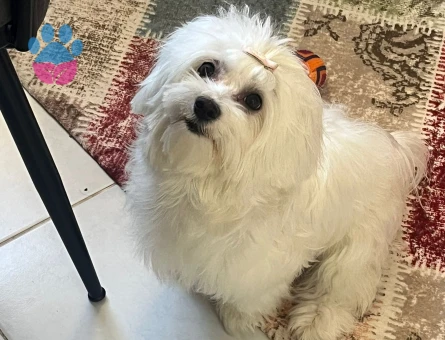 Maltese Terrier Oğluma Eş arıyoruz