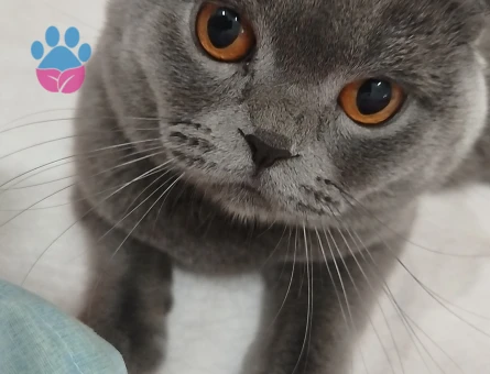 Acill british dişi kedi aranıyor