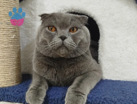 Acill british dişi kedi aranıyor