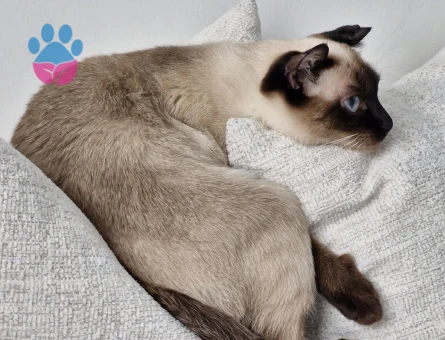 Kırık kuyruk siyam kızımıza eş arıyoruz.