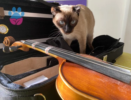 Kırık kuyruk siyam kızımıza eş arıyoruz.