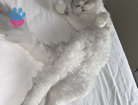 Scottish Fold Longhair Oğlumuz için Eş arıyoruz
