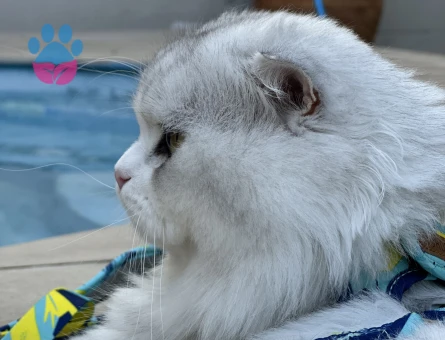 Scottish Fold Longhair Oğlumuz için Eş arıyoruz