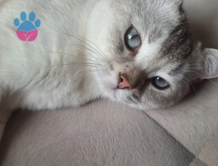 British Shorthair Kedime Eş Arıyorum