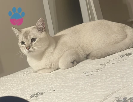 British Shorthair Kedime Eş Arıyorum