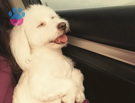 Maltese Terier 1 Yaşında Eş Arıyor