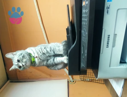 British Oğluma Dişi Eş Arıyorum