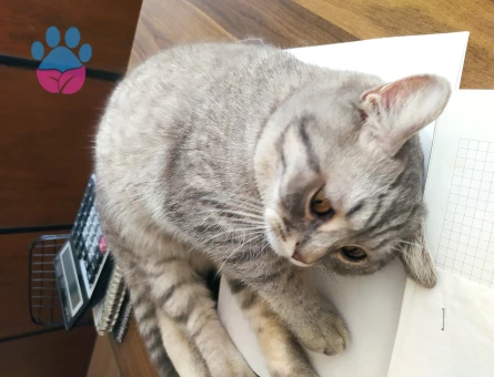 British Oğluma Dişi Eş Arıyorum