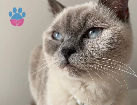 British Shorthair 1 Yaşında Dİşi