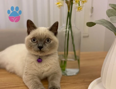 British Shorthair 1 Yaşında Dİşi