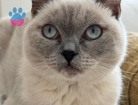 British Shorthair 1 Yaşında Dİşi