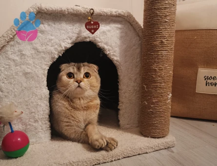 Kedim için eş arıyoruz