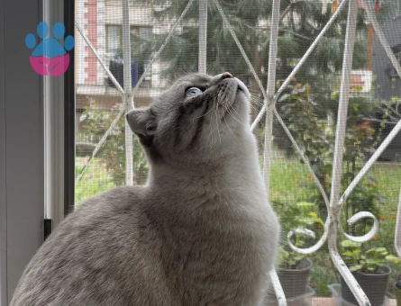 Sahibinden bakımlı erkek kedi