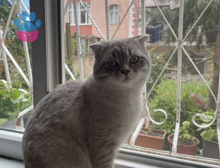 Sahibinden bakımlı erkek kedi