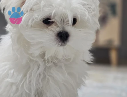 Maltese Gelin Arıyoruz