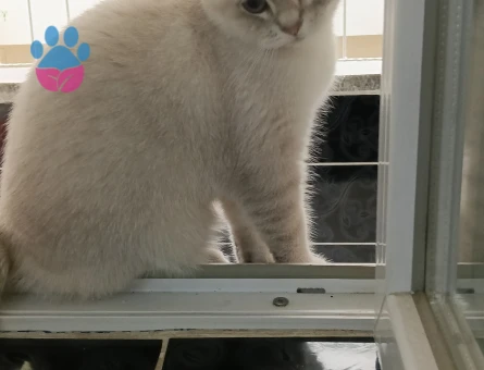 British Shorthair Kızım Maya Eş Arıyor