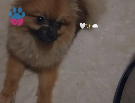 Poomeranian Boo 1,5 Yaşında Dişi Arıyoruz