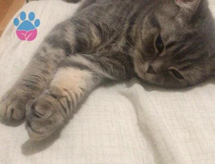 Erkek Kedime dişi arıyorum