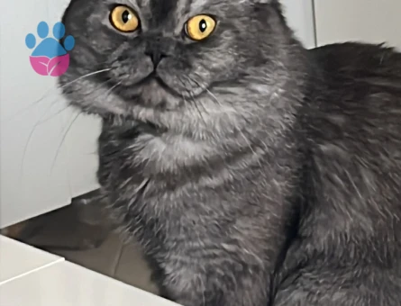 Scottish Fold aslanıma eş arıyoruz