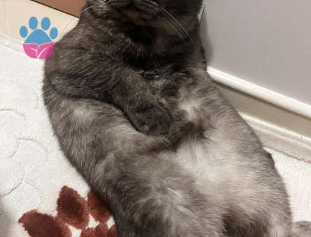 Scottish Fold aslanıma eş arıyoruz