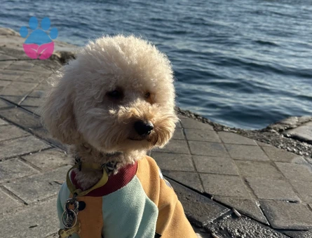 Erkek Toy Poodle Köpeğimize Eş Arıyoruz