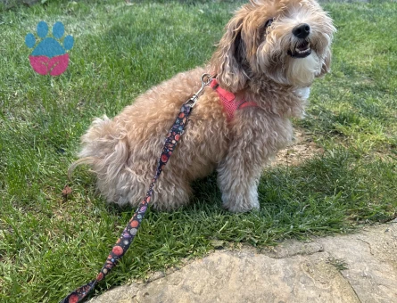 Dişi Maltipoo Kızıma eş arıyorum