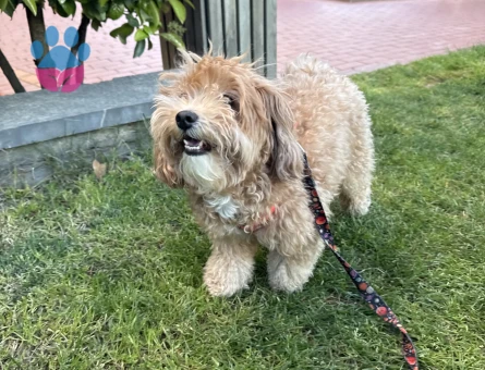 Dişi Maltipoo Kızıma eş arıyorum