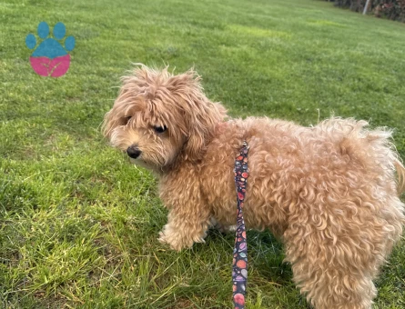 Dişi Maltipoo Kızıma eş arıyorum