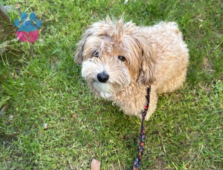 Dişi Maltipoo Kızıma eş arıyorum