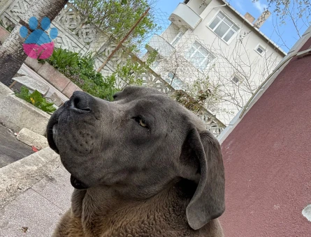 10 Ayılık Cane Corso Eş Arıyor