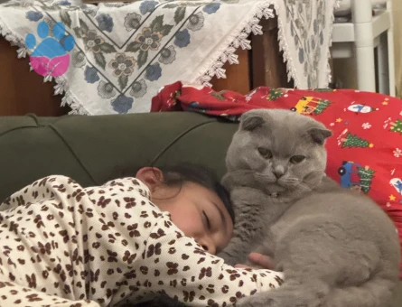 Scottish Fold Oğlumuza eş arıyoruz