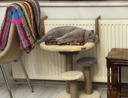 Scottish Fold Oğlumuza eş arıyoruz