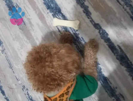 Poodle Oğluma Eş Arıyorum