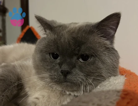 British Shorthair 2 Yaşında Eş Arıyor
