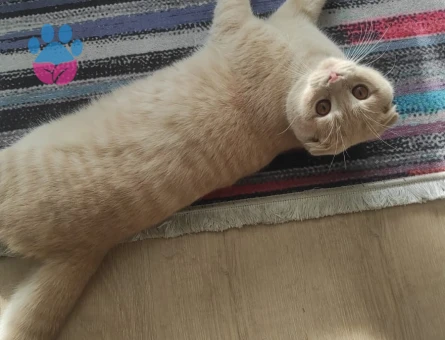 Scottish 7aylık erkek bal renginde