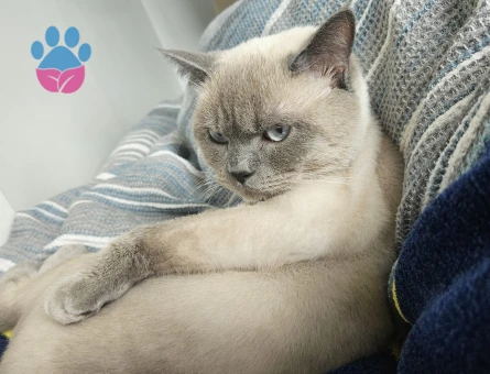 Luci Bey İçin Eş Aranıyor