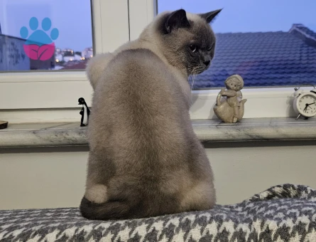 Luci Bey İçin Eş Aranıyor