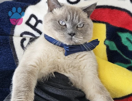 Luci Bey İçin Eş Aranıyor