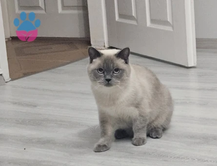 Luci Bey İçin Eş Aranıyor