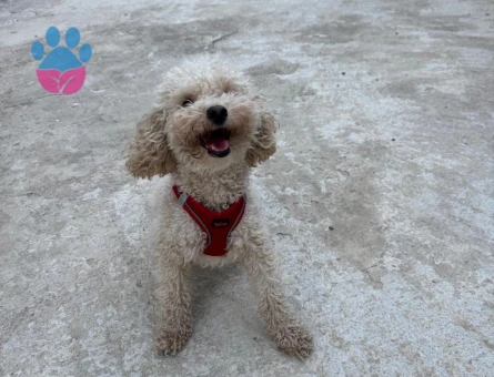 Poodle eş arıyorum
