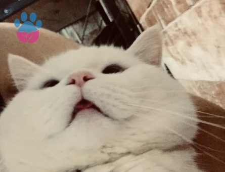 British Shorthair Güzel Oğlum Eş Arıyor
